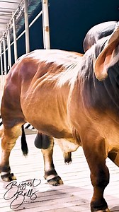 184K views · 2.1K reactions | Three years old Red Brahman bull bred and raised by Brownie's Ranch | Biggest Bulls Photography | Facebook