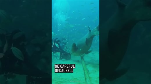 A Glimpse Into How Grouper Fish Survive the Deepest Oceans