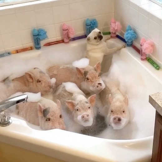 Prissy and Pop | Rub-a-dub-dub! Five pigs and a pug in the tub! Pigtail can’t wait to write her name on the wall with one of our bath... | Instagram