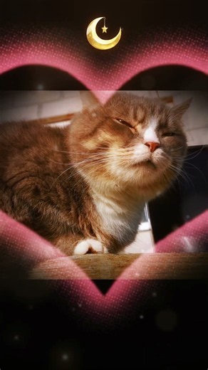 Relaxing Cat Sounds 🤍 | Cat Purring & Train Rumble Sounds 🎧 #cats #catpurringsound #relaxingsounds