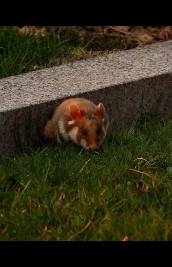 Exploring Wild Hamsters in Their Natural Habitat