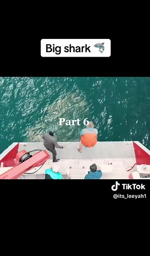 Megalodon Shark Bite 2: The Meg 2 Movie Update