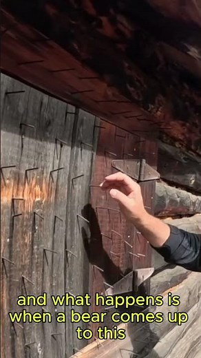Why Are There NAILS All Over This Alaskan Cabin? (Bear-Proofing Secret!)