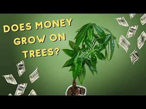 Get The LUCKY MONEY TREE - Move it From Soil To Leca