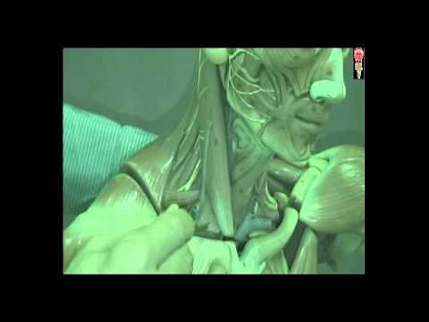 Myologie du cou