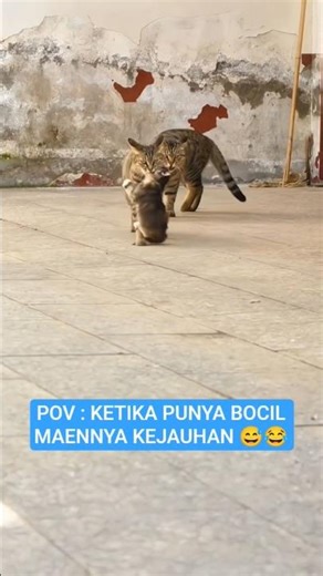 Cil emak bapak lu ampe nyariin noh 😭😅#cat #shortvideo #kucing #datuxchannel