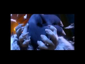 Sonic to Werehog Backwards! #2