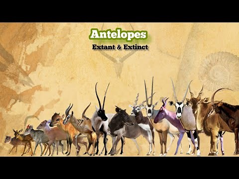 ANTELOPES - Size Comparison, All Species.