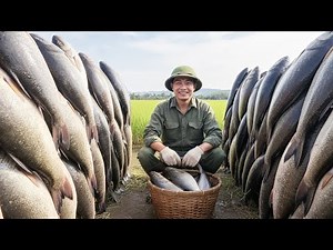 Inside the Basa fish processing factory