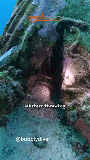 Do you bring a torch on every dive, or only for night and wreck dives? 🔦