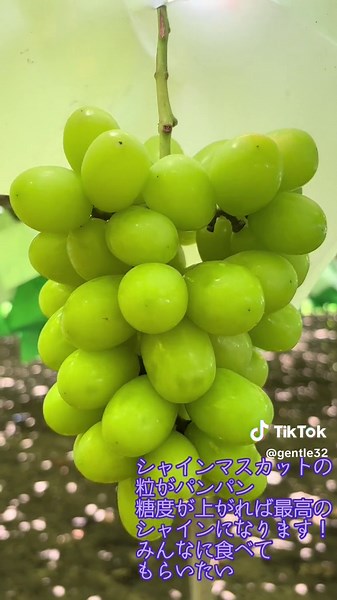 #シャインマスカット #山梨県産 #兼業農家 #美味しいものを届けたい #丁寧に #東京で販売 #農家直売 #葡萄 #シャインマスカットマン #練馬で販売してる #新鮮 #フルーツ インスタはこちら💁 https://www.instagram.com/yamanashi_fruit_todoketai?igsh=MW4zb2lqMnNzN2l4eA==&utm_source=qr