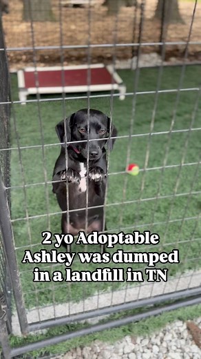 2-year-old #adoptable Ashley only deserves good things. After being dumped in a landfill in TN this past Easter she has come a long way in the good care of her foster mom. Ashley is an itty baby, 27 lbs, and is great with dogs, cats and kids. She is a bit shy though and will require another dog in her future home to help her grow her confidence. Loud noises are quite overwhelming so a home outside of the city is best with a fenced-in yard (*not required*) for her to unleash her adorable zoomies.
