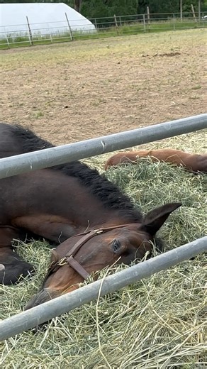 5.9K views · 1.2K reactions | Quiet sweet moment for mama Ruby, and...