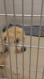 ***ADOPTED*** Courdoroy is a three year old Yorkie Poo waiting to meet you!!! | Decatur & Macon County Animal Shelter Foundation