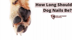 How Long Should Dog Nails Be? All You'll Need To Know | Dog Advisory Council
