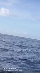 @oceanicbarbie__ with a beautiful mahi catch! 👏🏼 Want your fishing video featured on FSF? Send us a DM! | Florida Sport Fishing