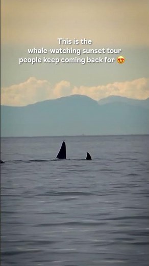 The Best Whale-Watching Sunset Tour in Victoria, BC