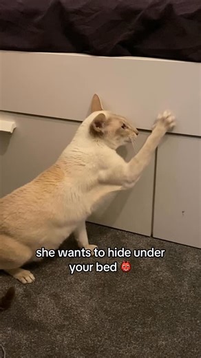 ivy alien 👽 on Instagram: "it’s nearly halloween ivy nation #halloween #siamesecat #orientalshorthair #orientalcat #siamese #catmemes #sillycats #funnycats #hopecore #wholesomememes"