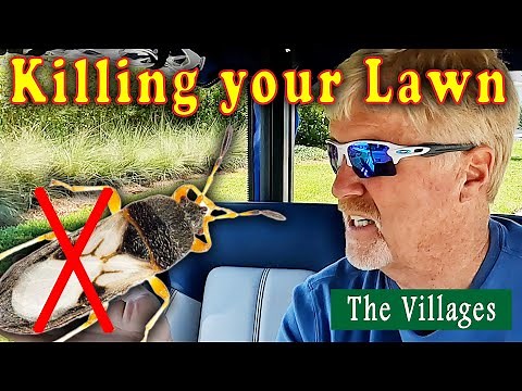 The Chinch Bug is Killing my St. Augustine Lawn and the treatment I did in The Villages Florida.