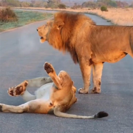 ​Male Lion Roars While Lioness Relaxes | #TheNatureStack #Wildlife #lion #lioness