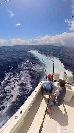 Largest marlin caught on Guy’s boat! This was one for the record books. Full story below: “The wind had dropped as a front approached from the NW. On board were Amy Strzalk, local photographer and kiteboarding expert, and her friend Christian Black, also a photographer and free diver. We checked the FAD A off NW Point, but not much action. Christian swam to look around, but it was quiet. Then came a surprise visit—a 30-foot sperm whale. We slipped in to try to catch a glimpse, but it was shy and