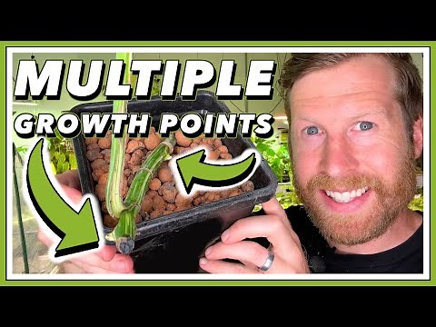 ACTIVATE GROWTH on MONSTERA