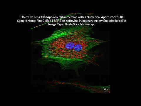 Olympus FLUOVIEW FV1000 Confocal Microscope
