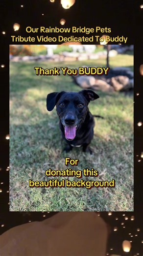 Our Rainbow bridge pets tribute video. Viral pet tribute video. Pet grief, pet loss video. A community of people helping each other with the loss and grief of a pet. Our rainbow bridge pets . Thank you @annnna23_ amazing video #ourrainbowbridgepets #petlossgrief #pettributes #viralvideo #picturevideotribute