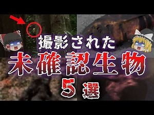 【UMA】カメラに映った！撮影されてしまった未確認生物５選【ゆっくり解説】