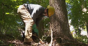 Tenn. could lose 240M ash trees if they go untreated from invasive beetle