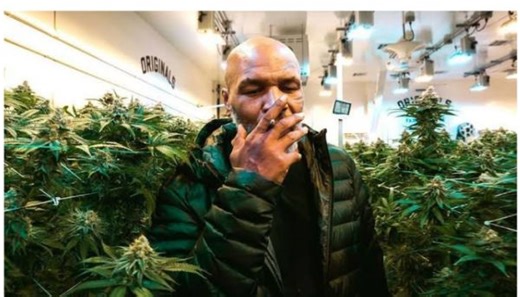 The Narcotics Control Commission To Legalize The Cultivation of Weed