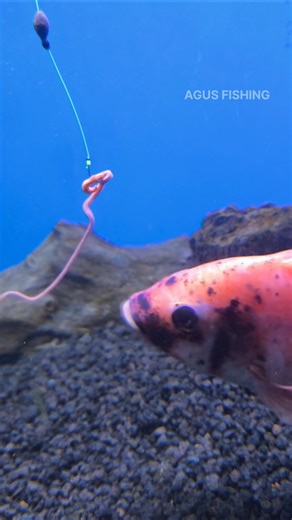 Cara Ikan Nila Memakan Umpan Cacing