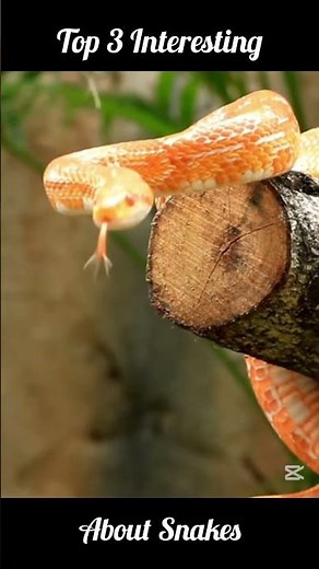 Top 3 Most Shocking Snake Facts