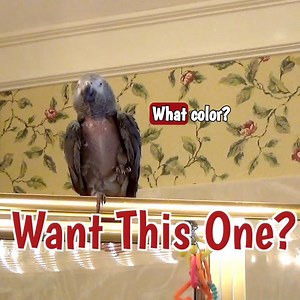 6.8K views · 554 reactions | Join Einstein, the ever-generous parrot,...