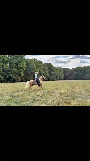 🍁 𝑴𝑨𝑹𝑳𝑶 🍁 14.2HH 4YO, KENTUCKY MOUNTAIN GELDING 𝘚𝘛𝘌𝘗𝘚 𝘛𝘖 𝘔𝘖𝘜𝘕𝘛𝘐𝘕𝘎 𝘉𝘓𝘖𝘊𝘒 𝘓𝘈𝘠𝘚 𝘋𝘖𝘞𝘕 𝘚𝘐𝘋𝘌 𝘗𝘈𝘚𝘚𝘌𝘚 𝘊𝘈𝘕𝘛𝘌𝘙 𝘍𝘓𝘈𝘎 𝘊𝘈𝘙𝘙𝘐𝘌𝘙 ***** 𝑪𝒂𝒍𝒍 𝑭𝒐𝒓 𝑩𝒖𝒚 𝑵𝒐𝒘 𝑷𝒓𝒊𝒄𝒆 ******* ❗️Direct Link To Bid or Buy➤ https://classichorseauction.com/auctions/kentucky-mountain-horse-for-sale/ 🎥 https://youtu.be/Bphhr0UbxdE . . Introducing Marlo a 4-year-old dappled palomino Kentucky Mountain gelding, standing 14.2 hands tall. Marlo is a classy gelding ro