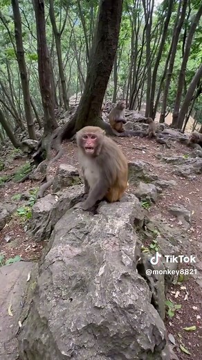 Still climbing the hillside, still irritable. #Monkey #babymonkey #funnymonkey #cutemonkey #monkeylove