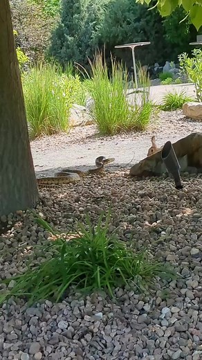 14M views · 181K reactions | One of the most insane things I've ever witnessed. #snake #rabbit #reelsusa #fyp #reels #love #reelsviral #reels2023 Thank : giselle for video. | Florida Wildlife By Garrate | Facebook