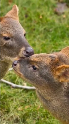 Uroczy jelonek pudu w warszawskim ZOO – zobaczcie sami!