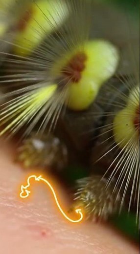This Caterpillar Can Kill in Milliseconds (But It Won't Kill You) #science #wildlife #evolution