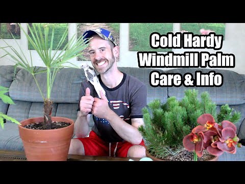 Cold Hardy Windmill Palm Care & Info