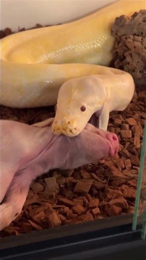 You Won't Believe How FAST My Burmese Python Grabbed That! 😱🐍