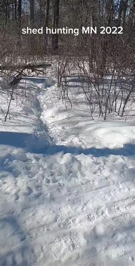 MN shed hunting. when you find a good runway while snowmobiling and turns into shed hunting. #mn #minnesota #shedhunting #shedhunt #shedhunt #shedhunter #shedhuntingdog #shedhuntersoftiktok #sheddingseason #shedseason #shedhunting4life #shedhuntin #shedhunting2022 #whitetail #whitetailsheds #whitetailhunter #hunttok #hunttiktok #huntersoftiktok #huntingtiktok #huntingtok