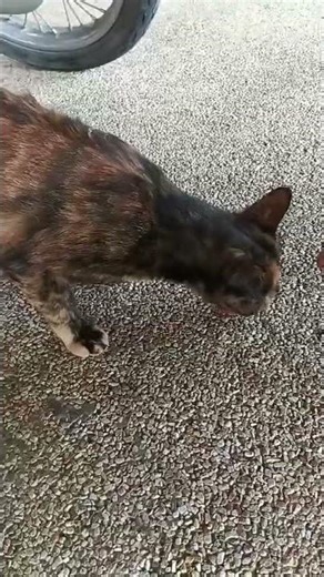 ขนมแมวเลียมาแล้ว หม่ำค่าาเหมี๊ยว🫰😚🐱♥️📸