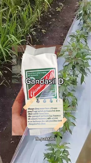 Rekomendasi nutrisi penghijauan daun cabai #paktani | Pak Tani