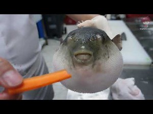 Pufferfish Eating a Carrot (HQ)