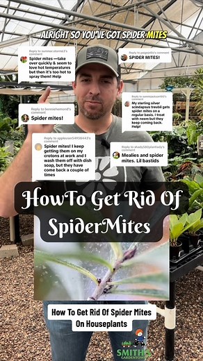 How to get rid of Spidermites on your houseplants🪴🕸️🕷️. | Smith's Gardentown