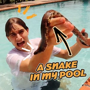 204K views · 1.1K reactions | There Are Snakes In My POOL!  | Jacob Feder | Facebook