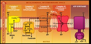 Electron Transport Chain