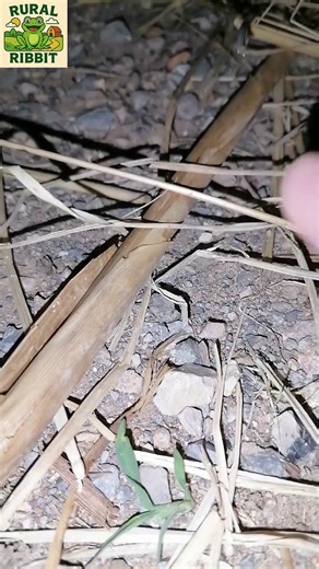 funny videos | Try not laugh with catching Toad #shorts #frog