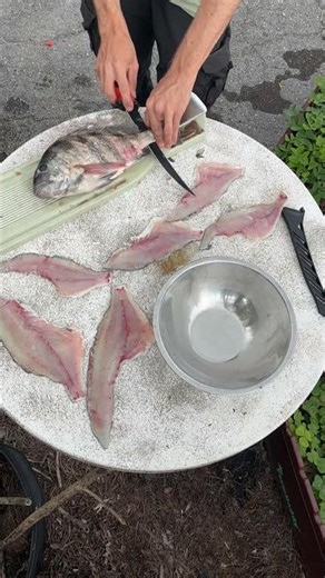 Catch clean cook sheepshead!!! #fishing